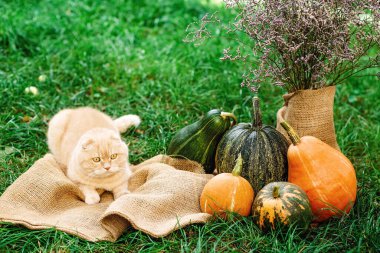 İskoç kedisi, Cadılar Bayramı için sonbahar balkabaklı sarı kedi katlıyor. İngiliz evcil hayvanı. Yumuşak seçici odak.