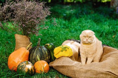 İskoç katlı sarı kedi oturur ve Cadılar Bayramı için sonbahar balkabaklarıyla korkmuş görünür. İngiliz evcil hayvanı. Yumuşak seçici odak.