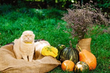 İskoç katlı sarı kedi oturur ve Cadılar Bayramı için sonbahar balkabaklarıyla korkmuş görünür. İngiliz evcil hayvanı. Yumuşak seçici odak.