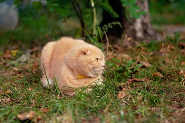 Komik sarı kısa saçlı İskoç kedisi çimlerin üzerinde. Dost canlısı hayvanlar. Yumuşak seçici odak.