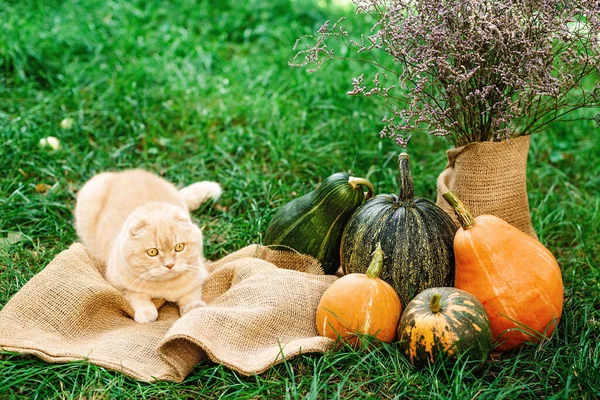 İskoç kedisi, Cadılar Bayramı için sonbahar balkabaklı sarı kedi katlıyor. İngiliz evcil hayvanı. Yumuşak seçici odak.