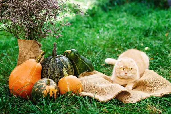 Gato Amarelo Dobra Escocês Com Abóboras Outono Halloween Animal Estimação — Fotografia de Stock