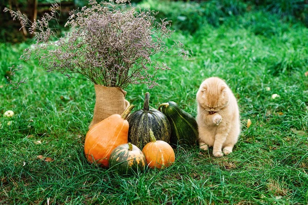 Szkocki Krotnie Żółty Kot Siedzi Trawie Myje Się Jesiennych Dyń — Zdjęcie stockowe