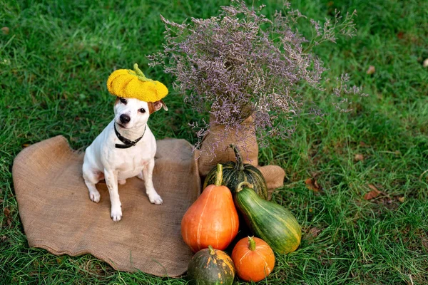 Cão Engraçado Jack Russell Terrier Chapéu Abóbora Com Abóboras Para — Fotografia de Stock