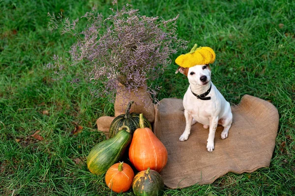 Cão Engraçado Jack Russell Terrier Chapéu Abóbora Com Abóboras Para — Fotografia de Stock
