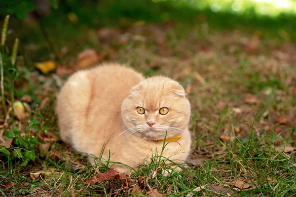 Funny Yellow Short Haired Scottish Fold Cat Grass Friendly Pets — Stock Photo, Image