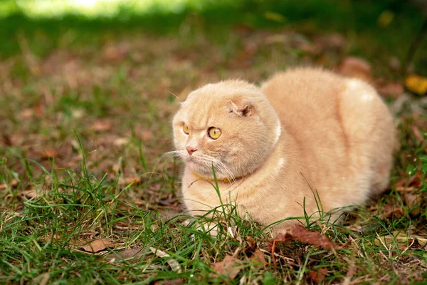 Funny Yellow Short Haired Scottish Fold Cat Grass Friendly Pets — Stock Photo, Image