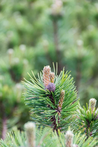 Green branch of mountain pine — Stock Image Green Branch Mountain Pine Stock Image