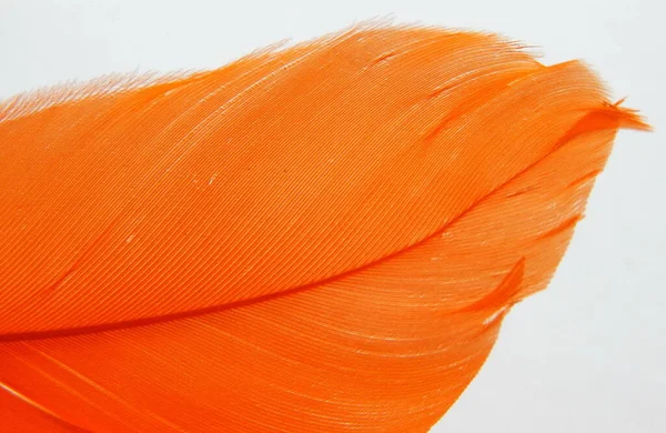 Turuncu bir kuş tüyü. Yaklaş.