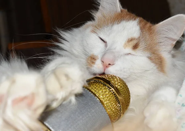 Kırmızı benekli beyaz bir kedi yavrusu karaoke mikrofonuyla oynuyor.