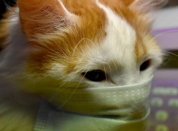Image Of A White Cat Mask. Stock Photo, Picture and Royalty Free
