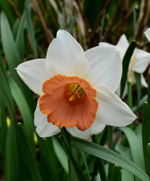 Beyaz nergis çiçeği yeşil çimenlerin üzerine kapanıyor