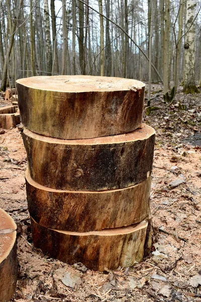 Parkta ağaç kabuğu olmayan bir ağaç gövdesinin dört parçası