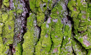 Yaşlı ağaç kabuğundaki yeşil yosun. Yaklaş.
