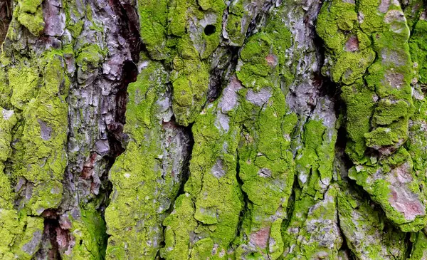 Yaşlı ağaç kabuğundaki yeşil yosun. Yaklaş.