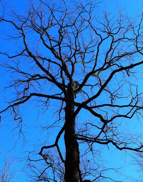 Güneşli bir günde mavi gökyüzüne karşı siyah bir ağacın silueti yapraksız dallar.