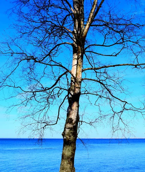 Uma Bétula Sem Folhas Fundo Mar Azul Inverno — Fotografia de Stock