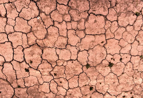 Kuru çöl arazisi, küçük çatlaklar, biraz ot.