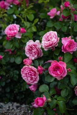 Bahçede pembe gül Leonardo da Vinci