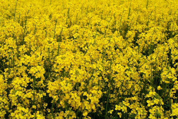 一张油菜花的特写照片. — 图库照片