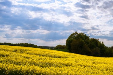 Sarı tecavüz ve yeşil ağaçların güzel tarlası.