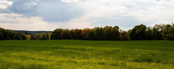 Beautiful field of young green wheat and forest — Stock Photo, Image