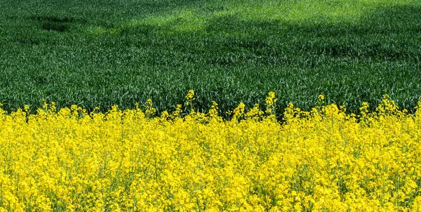 Belos campos de colza amarela, trigo verde — Fotografia de Stock