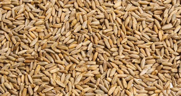 Trigo, cebada, centeno, textura de grano de avena, macro shot — Foto de Stock