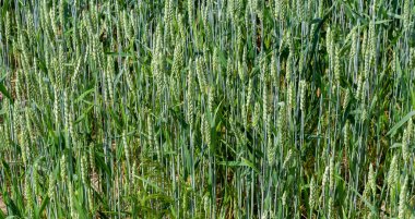 Bulanık buğday tarlasına karşı yeşil kulaklar öne çıktı