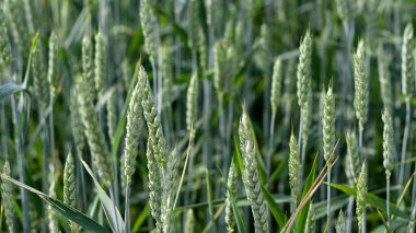 Bulanık buğday tarlasına karşı yeşil kulaklar öne çıktı
