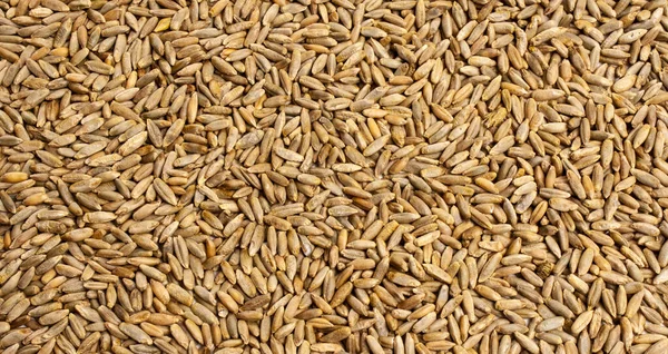 Trigo, cebada, centeno, textura de grano de avena, macro shot —  Fotos de Stock