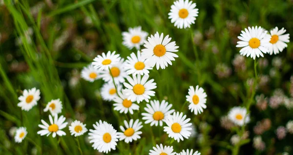 Bouquet camomiles on sunny day in nature closeup