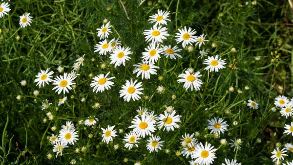 Colza, manzanillas en el día soleado en la naturaleza primer plano —  Fotos de Stock