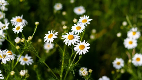 Pole heřmánky na slunný den v přírodě detailní up — Stock fotografie