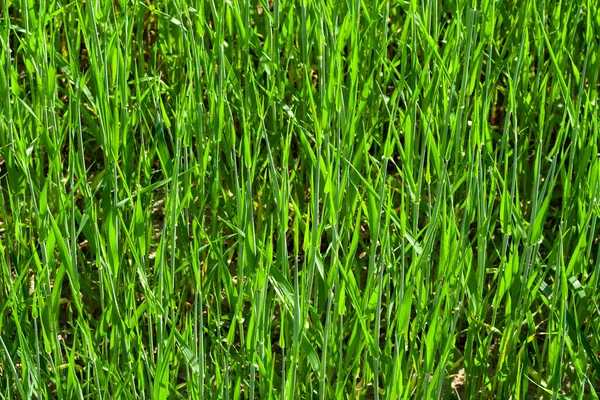 light green wheat field close-up