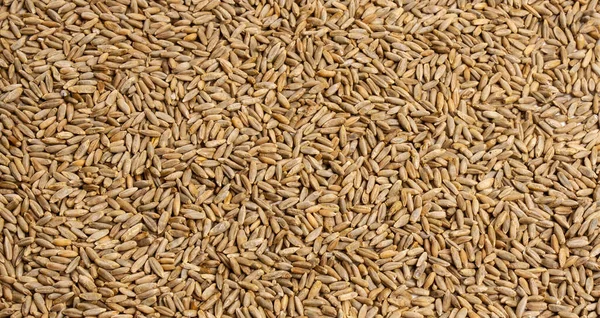 Marco de granos de trigo sobre fondo blanco aislado —  Fotos de Stock