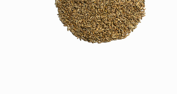 wheat grains in form of semicircle, isolated