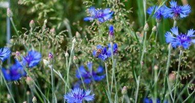 Arı tarlada çiçek yapraklarının üzerinde oturur, yakın plan.