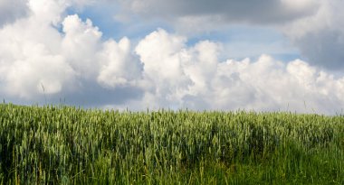 Arka planda buğday kulakları Bulutlu mavi gökyüzü