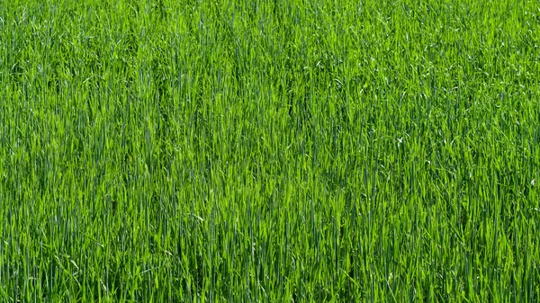 Light green wheat field textured close-up.