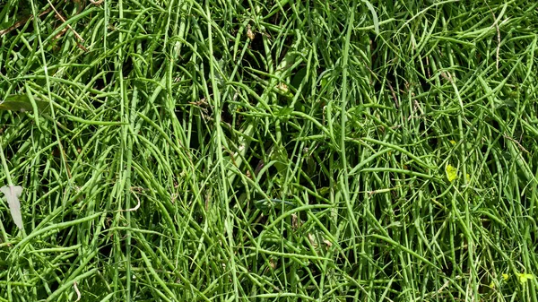 Struktur tekstur daun batang benih rapeseed hijau — Stok Foto