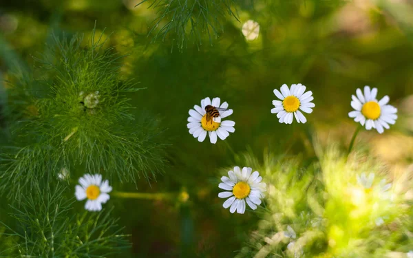 Včela sedí na léčivém heřmánku, detailní záběr — Stock fotografie