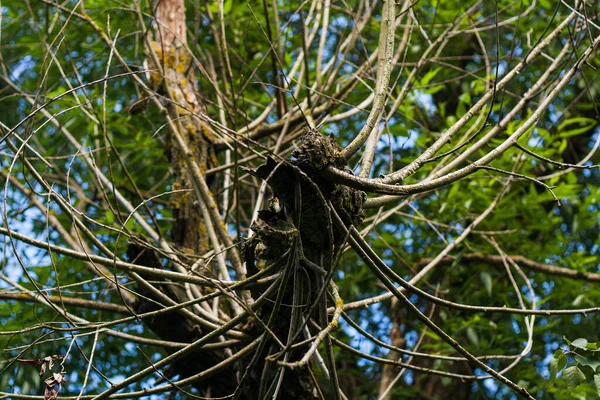 Forma estranha de árvore extraordinariamente belamente crescente — Fotografia de Stock