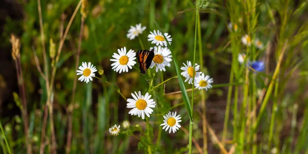 나비는 약초 꽃 위에 앉아 있다 — 스톡 사진