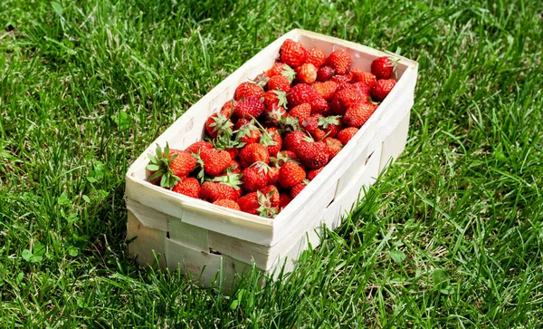 Panier en bois avec fraises rouges sur herbe verte — Photo