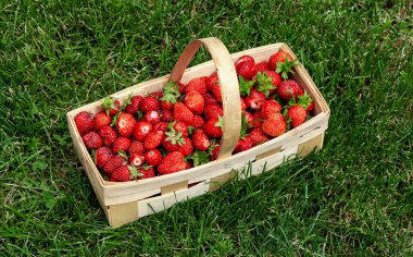 Yeşil çimenli kırmızı çilekli ahşap sepet.