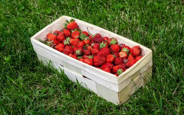 Yeşil çimenli kırmızı çilekli ahşap sepet.
