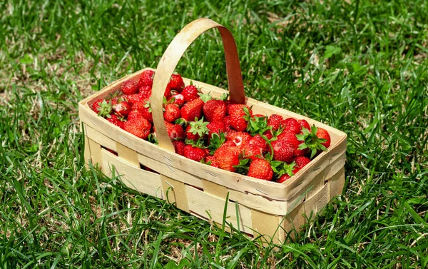 Panier en bois avec fraises rouges sur herbe verte — Photo