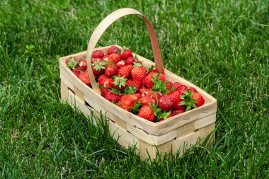 Yeşil çimenli kırmızı çilekli ahşap sepet.