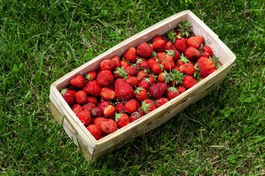 Yeşil çimenli kırmızı çilekli ahşap sepet.